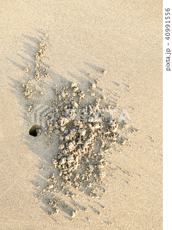 カニの巣穴 40991556