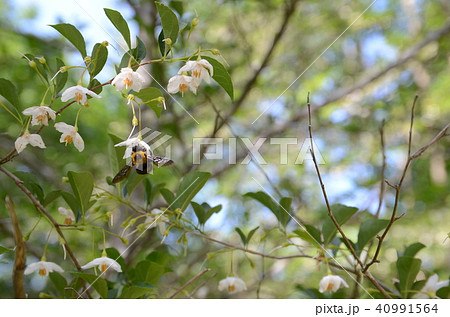 蜜を集める蜂 蜜を集める蜂 40991564