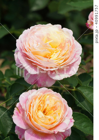 薔薇 クロード モネ の写真素材