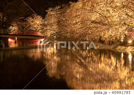 しだれ桜と臥竜橋 しだれ桜と臥竜橋 40991785