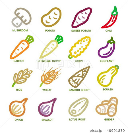 vegetable thin line icon vegetable thin line icon 40991830