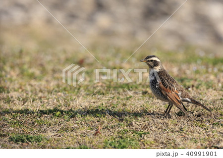 ツグミ 40991901