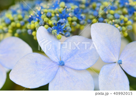 アジサイ アジサイ 40992015