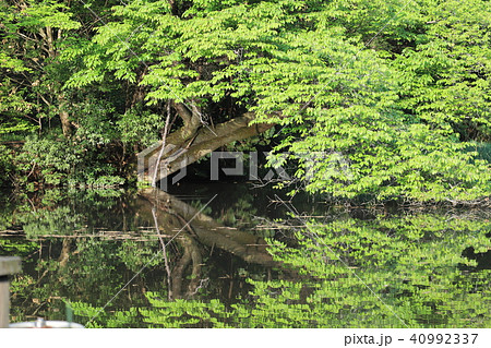 常陸風土記の丘 映り込み 常陸風土記の丘 映り込み 40992337
