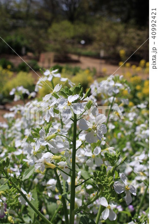 カイワレ大根の花の写真素材