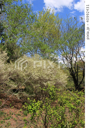 ドウダンツツジ ドウダンツツジ 40992431