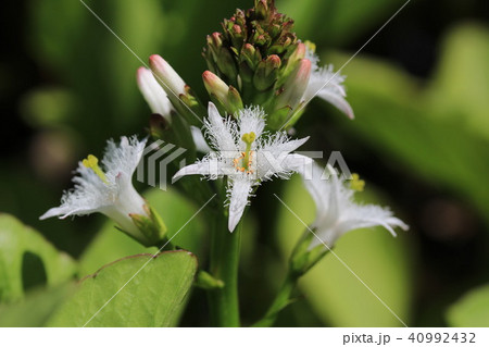 ミツガシワの花(マクロ) ミツガシワの花(マクロ) 40992432