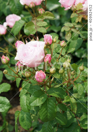 プリンセス・クレアドゥベルジック プリンセス・クレアドゥベルジック 40992452