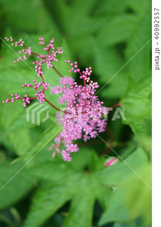 京鹿子 京鹿子 40992557