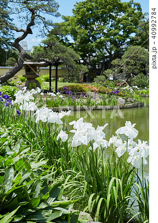 日本庭園の花菖蒲 40992784