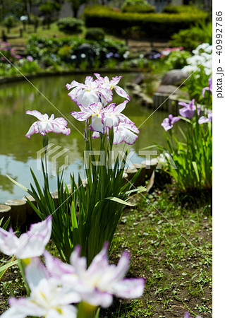 日本庭園の花菖蒲 日本庭園の花菖蒲 40992786