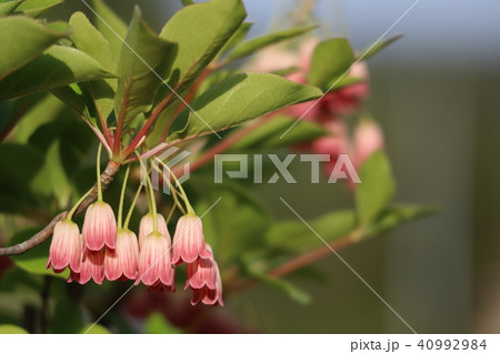 サラサドウダン-フウリン更紗- 40992984