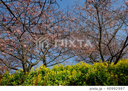菜の花と河津桜・西平畑公園 菜の花と河津桜・西平畑公園 40992997