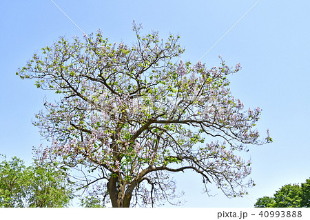 花が咲いた桐の木の写真素材