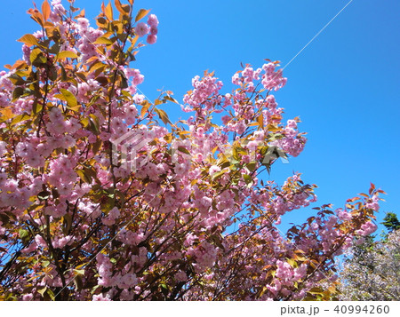 桜 桜 40994260
