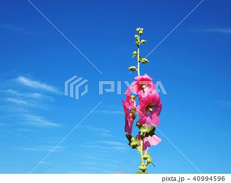 雨上がりの青空に映えるタチアオイ 40994596