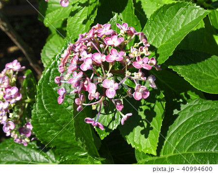 梅雨のオタフクアジサイ 40994600