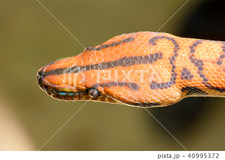 Rainbow snake 40995372