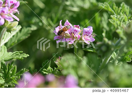 センティッドゼラニュウムとミツバチ ハーブ 花 春 センティッドゼラニュウムとミツバチ ハーブ 花 春 40995467