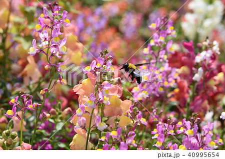 熊蜂 花 花園 お花畑 春 風車公園 フラワーフェスタ 長島町 出水市 鹿児島県の写真素材