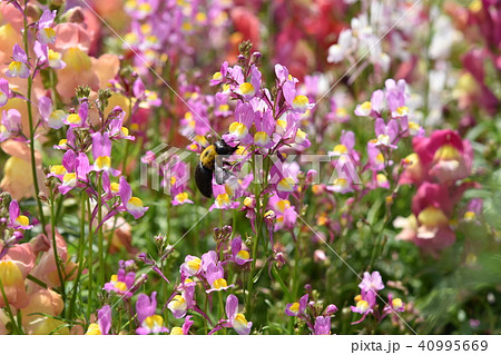 熊蜂 花 花園 お花畑 春 風車公園 フラワーフェスタ 長島町 出水市 鹿児島県の写真素材