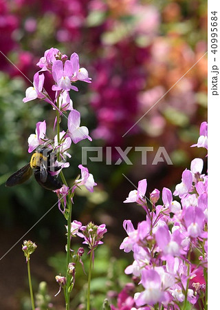熊蜂　花　花園　お花畑　春 40995684