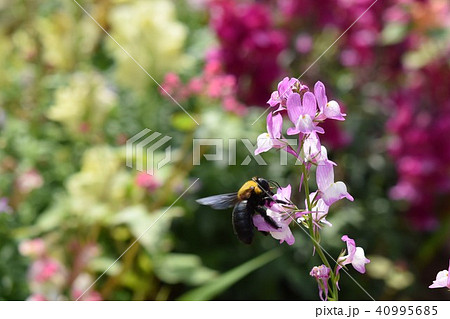 熊蜂 花 花園 お花畑 春 熊蜂 花 花園 お花畑 春 40995685