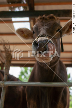 観光イメージ 牧場 動物園 40995934