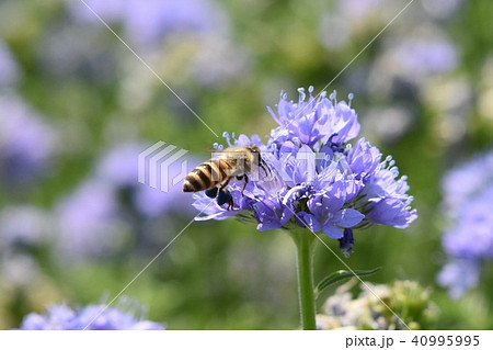 アリウム ミツバチ 紫の花の写真素材