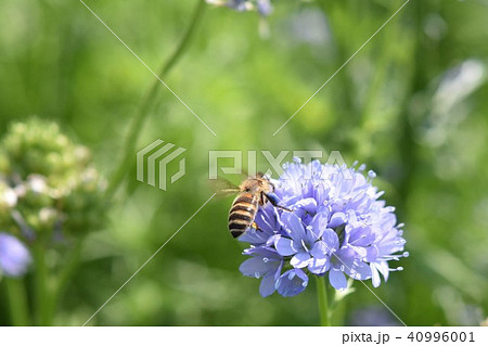 アリウム ミツバチ 紫の花 アリウム ミツバチ 紫の花 40996001