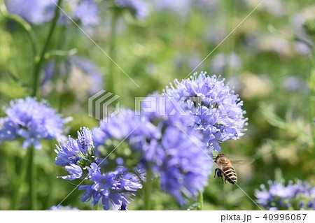 アリウム ミツバチ 紫の花 アリウム ミツバチ 紫の花 40996067