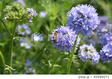 アリウム　ミツバチ　紫の花 40996071