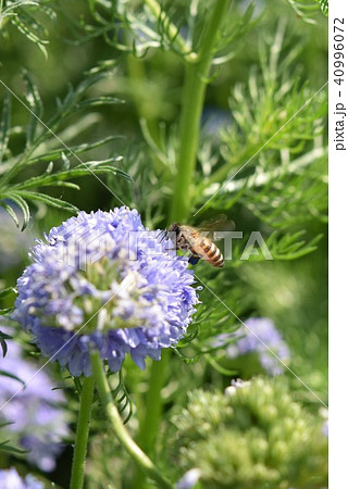 アリウム ミツバチ 紫の花 アリウム ミツバチ 紫の花 40996072