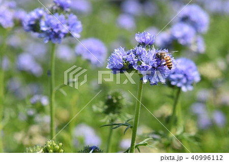 アリウム ミツバチ 紫の花 フラワーフェスタ 風車公園 長島町 出水市 鹿児島県の写真素材