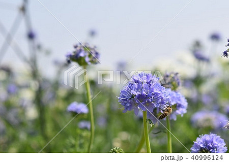 アリウム　ミツバチ　紫の花 40996124
