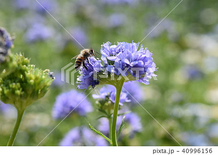 アリウム ミツバチ 紫の花 アリウム ミツバチ 紫の花 40996156