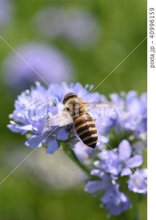 アリウム ミツバチ 紫の花 フラワーフェスタ 風車公園 長島町 出水市 鹿児島県の写真素材