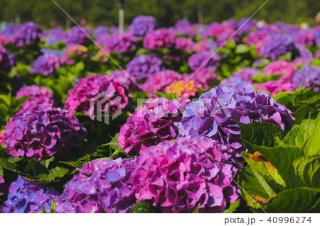 台湾 紫陽花 アジサイ 40996274
