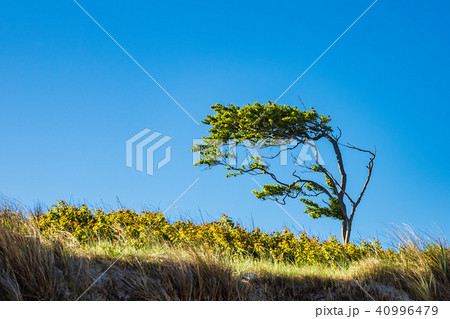 Tree on shore of the Baltic Sea 40996479