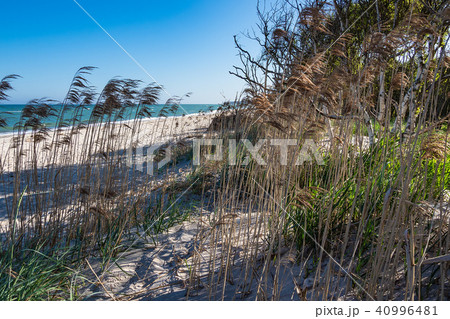Trees on shore of the Baltic Sea Trees on shore of the Baltic Sea 40996481