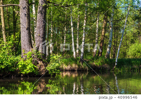 Landscape with trees in the Spreewald area Landscape with trees in the Spreewald area 40996546