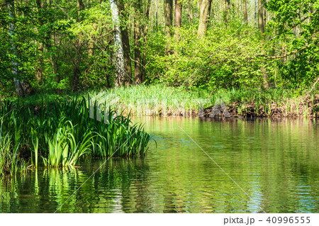 Landscape with trees in the Spreewald area 40996555