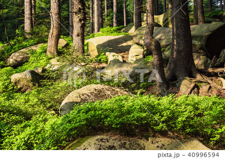 Landscape with trees in the Harz area, Germany 40996594