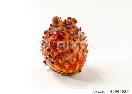 天然ホヤ 40996920