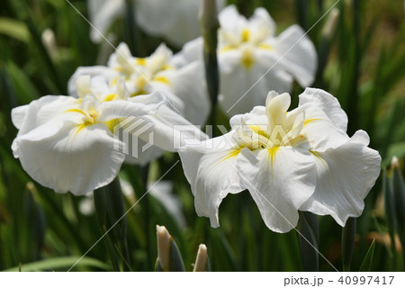 ハナショウブ（神楽岡） 40997417