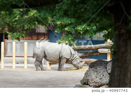 Big Indian rhinoceros eating straw in zoo Big Indian rhinoceros eating straw in zoo 40997743
