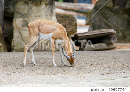 Indian antelope Blackbuck in the zoo Indian antelope Blackbuck in the zoo 40997744