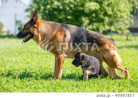 German shepherd with its puppies resting on grass German shepherd with its puppies resting on grass 40997857