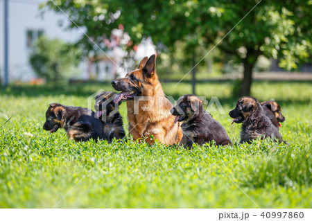German shepherd with its puppies resting on grass 40997860