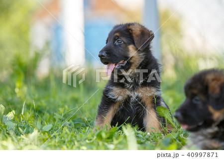 Puppies of german shepherd have fun on green lawn Puppies of german shepherd have fun on green lawn 40997871